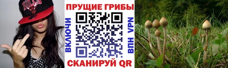 Галлюциногенные грибы Cubensis Навашино